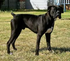 reverse brindle boxer with black face